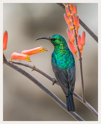 Birding