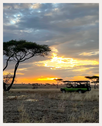 Night Game Drives